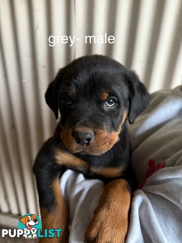 8 pure-bred Rottweiler puppies for sale (8)