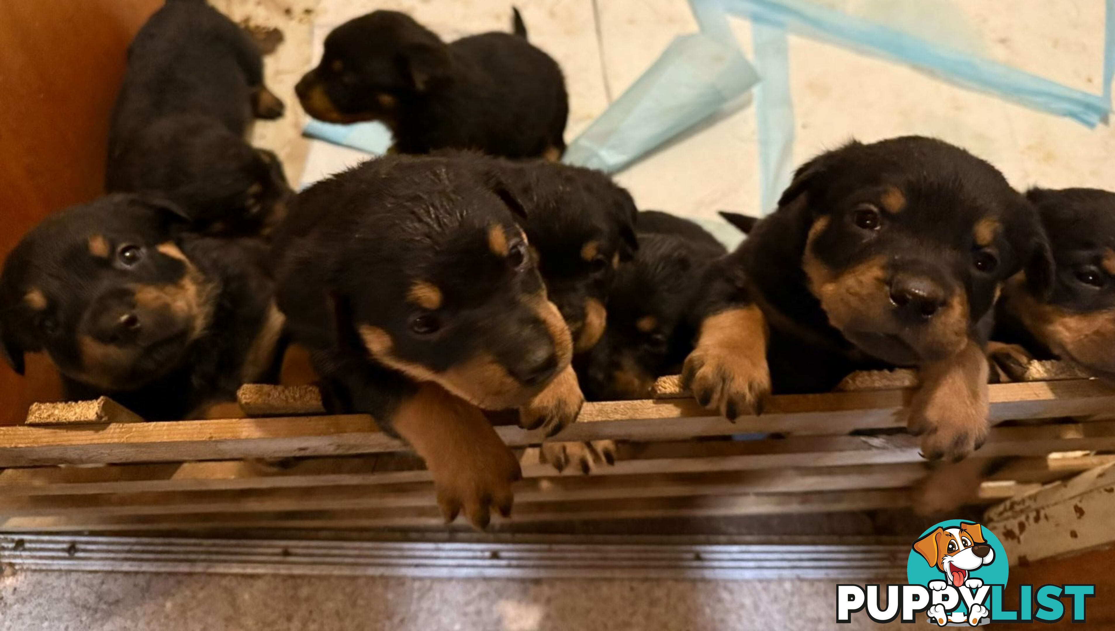 8 pure-bred Rottweiler puppies for sale (8)