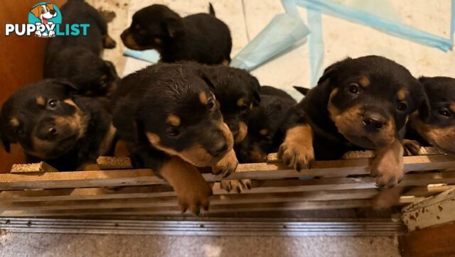 8 pure-bred Rottweiler puppies for sale (8)