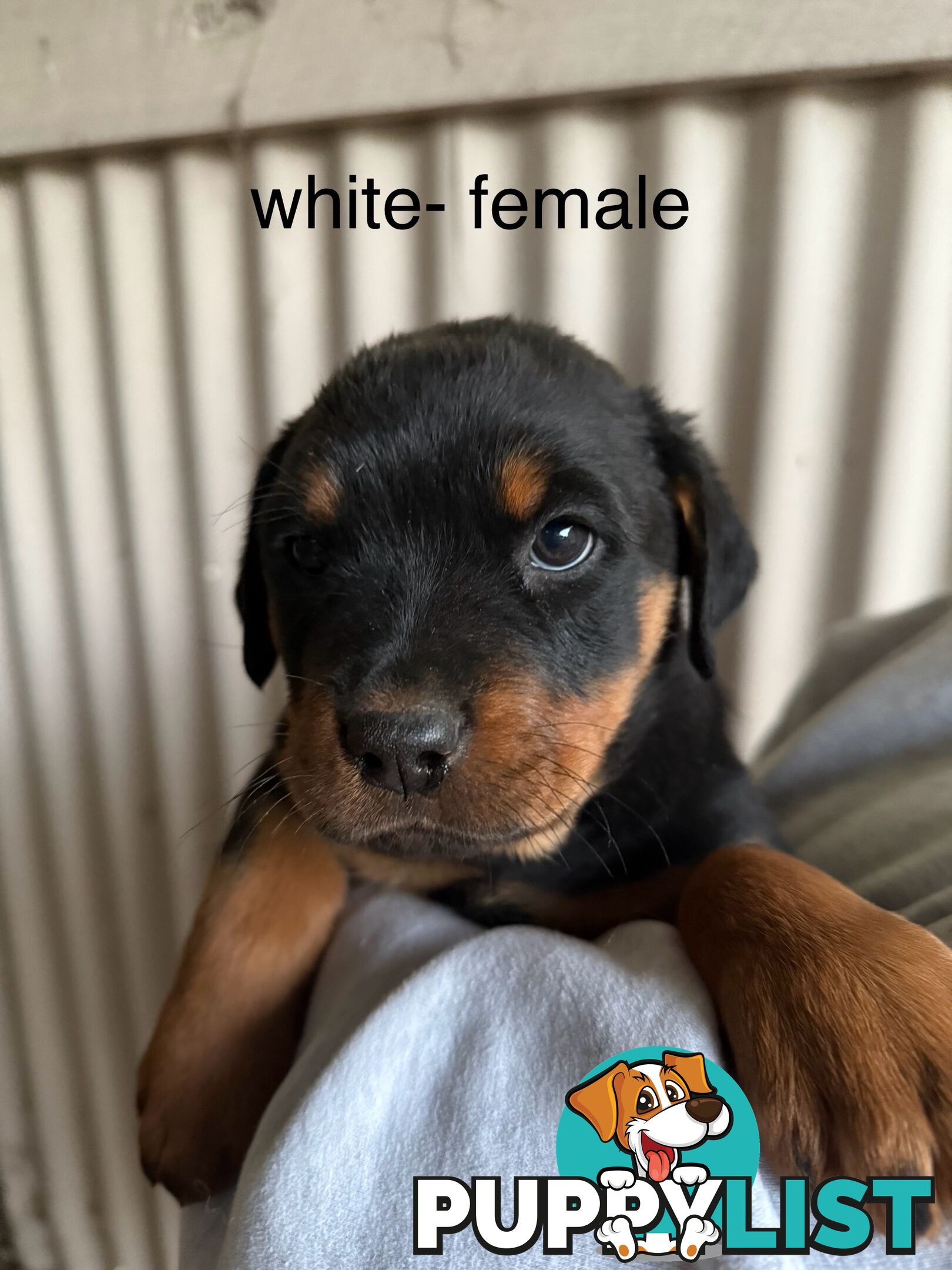 8 pure-bred Rottweiler puppies for sale (8)