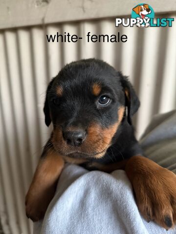 8 pure-bred Rottweiler puppies for sale (8)