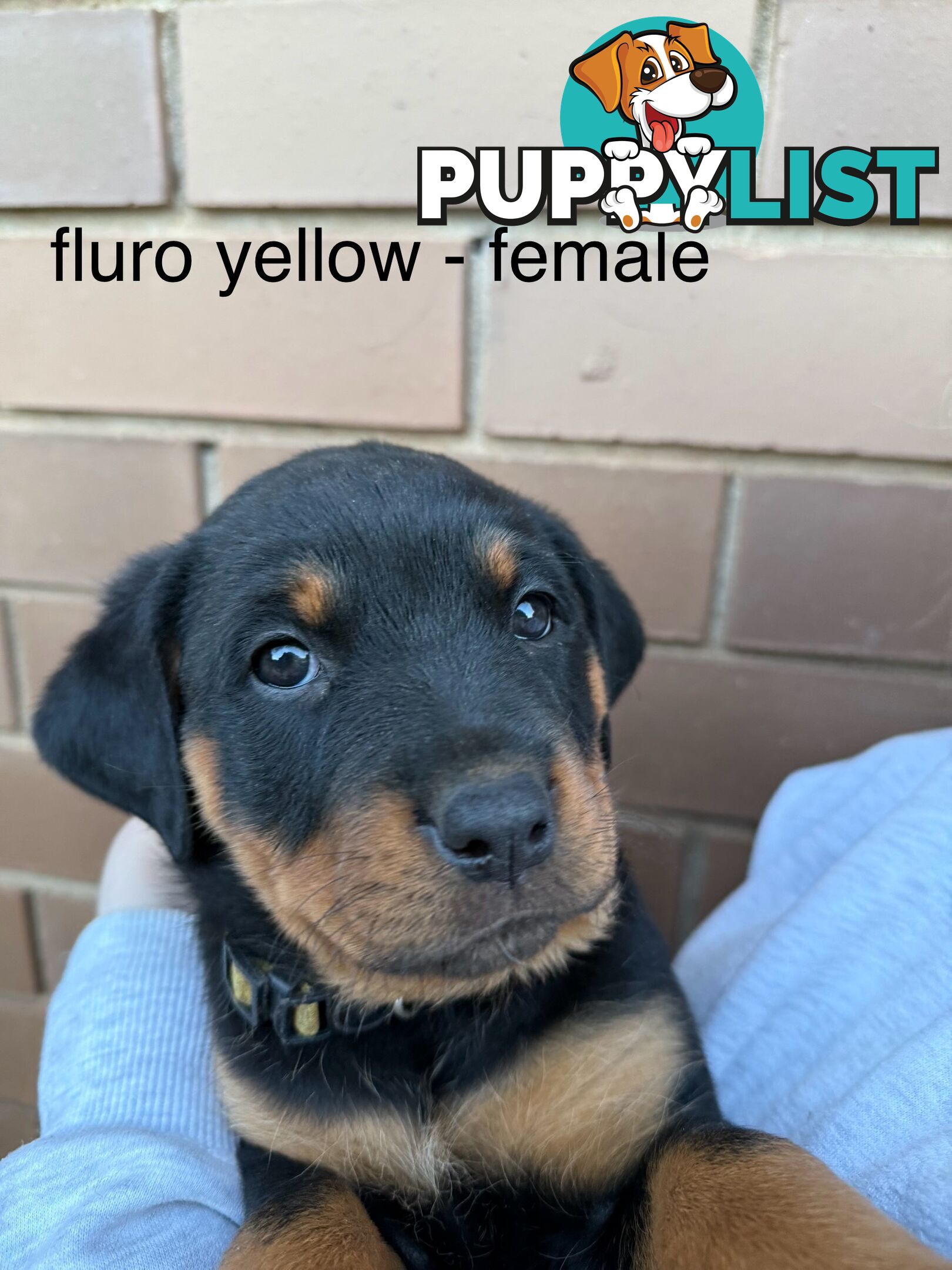 8 pure-bred Rottweiler puppies for sale (8)