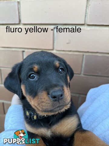 8 pure-bred Rottweiler puppies for sale (8)