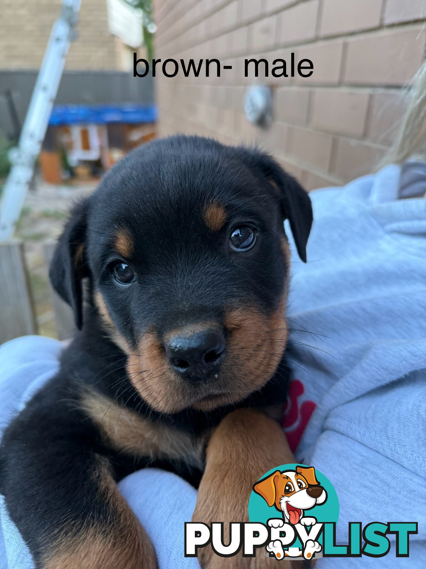 8 pure-bred Rottweiler puppies for sale (8)