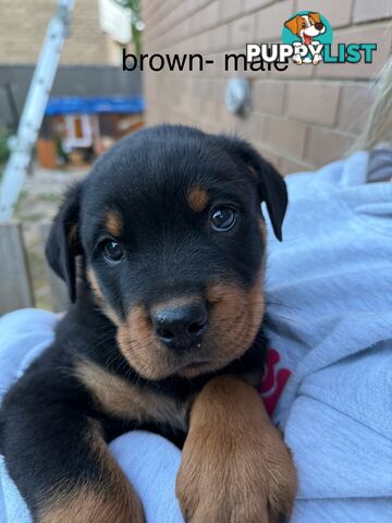 8 pure-bred Rottweiler puppies for sale (8)