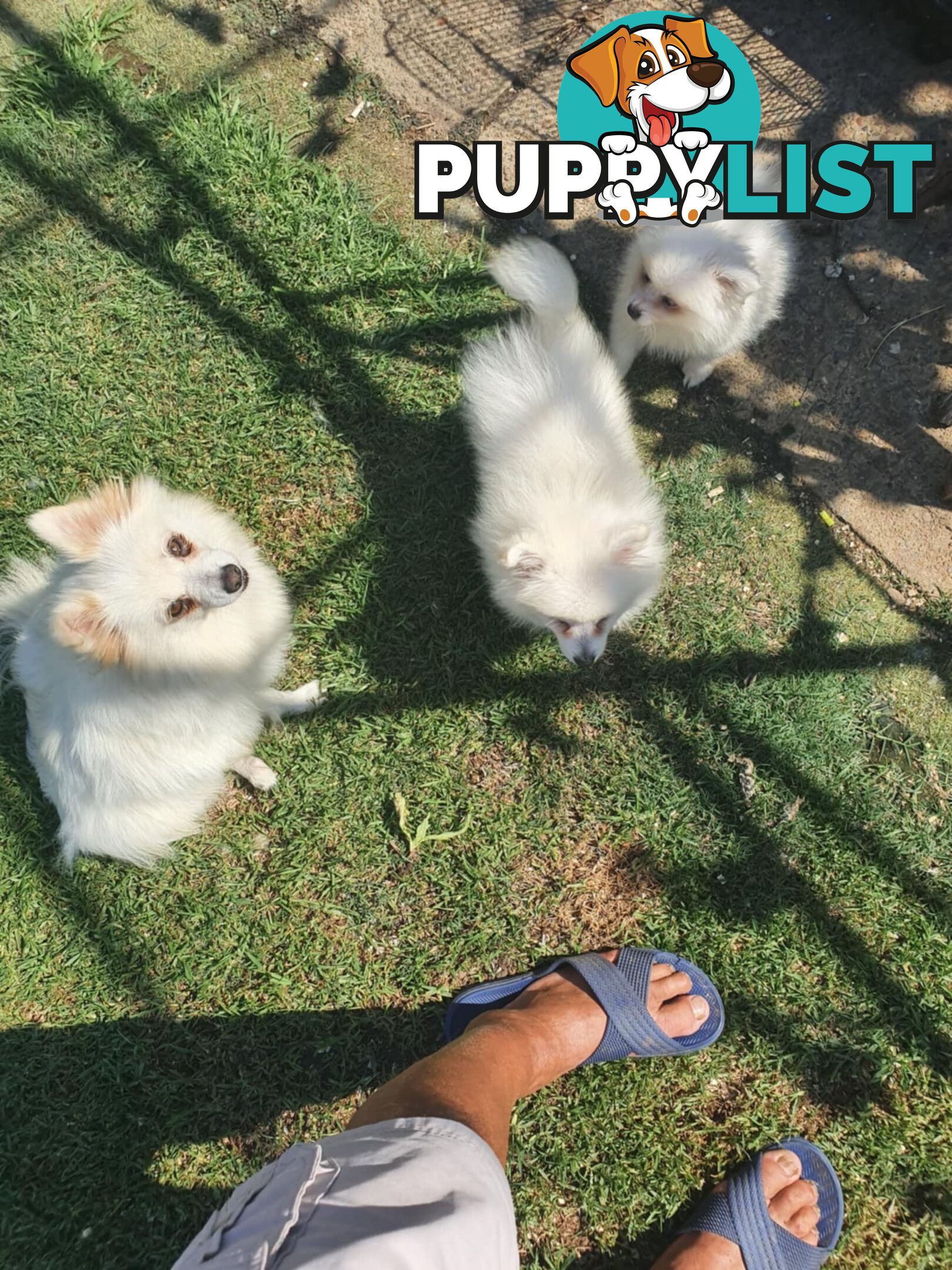 Pomeranians pup for sale