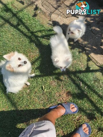 Pomeranians pup for sale