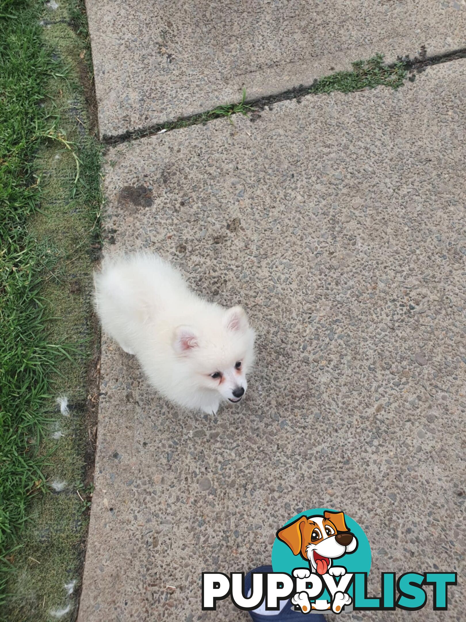 Pomeranians pup for sale