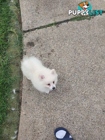 Pomeranians pup for sale