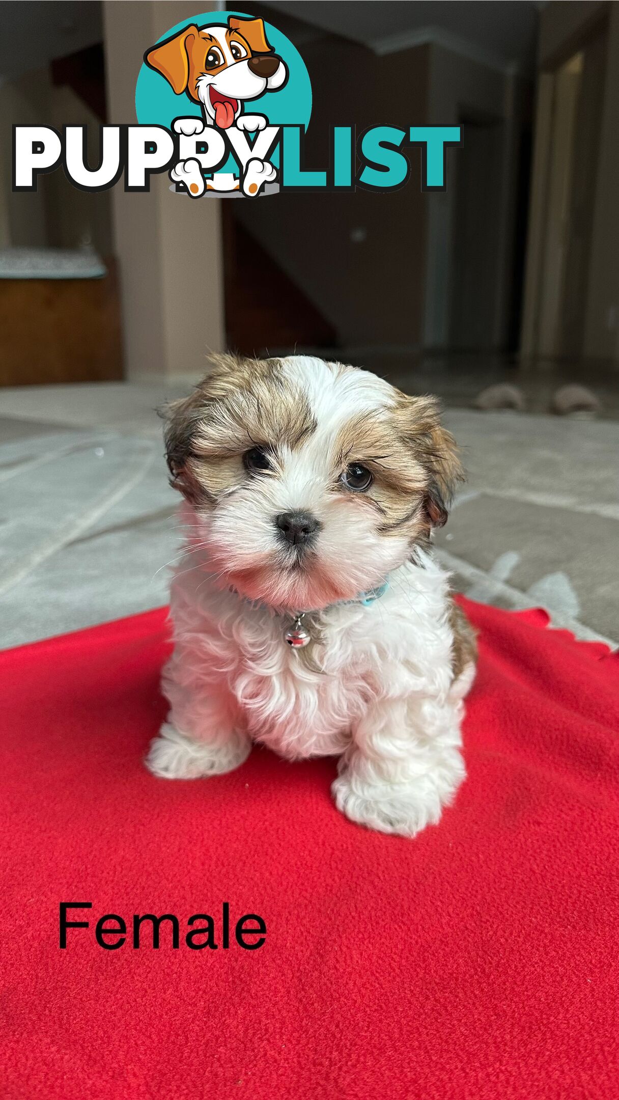 6 Week Maltese Shih Tzu Puppies