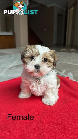 6 Week Maltese Shih Tzu Puppies