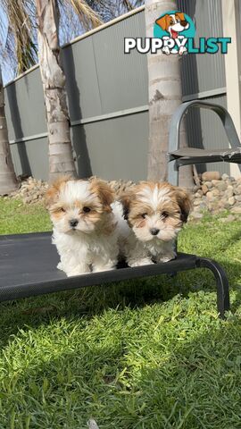 Maltese Shih Tzu Puppies