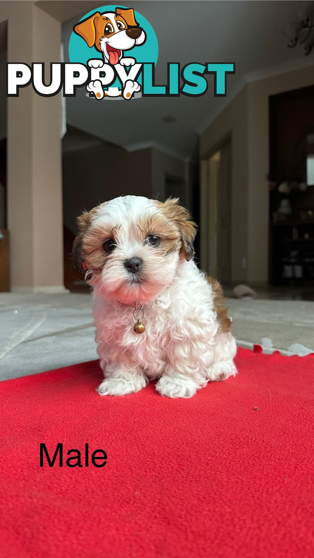 6 Week Maltese Shih Tzu Puppies