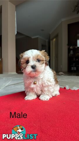 6 Week Maltese Shih Tzu Puppies