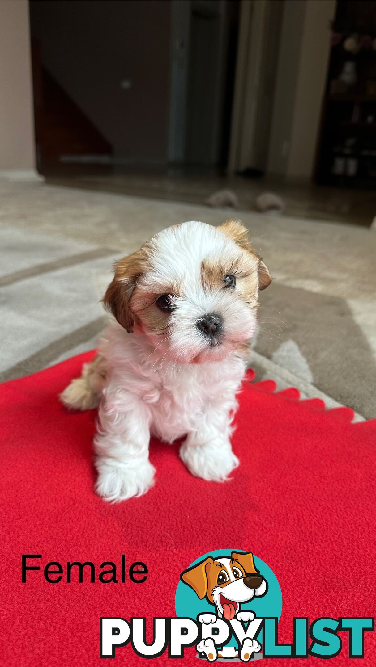 6 Week Maltese Shih Tzu Puppies