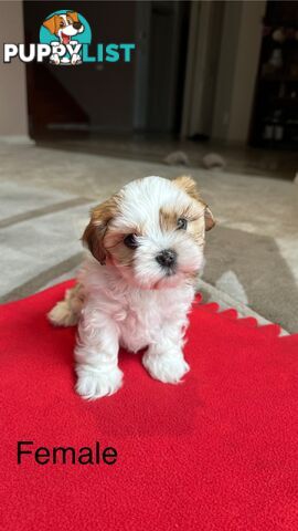 6 Week Maltese Shih Tzu Puppies