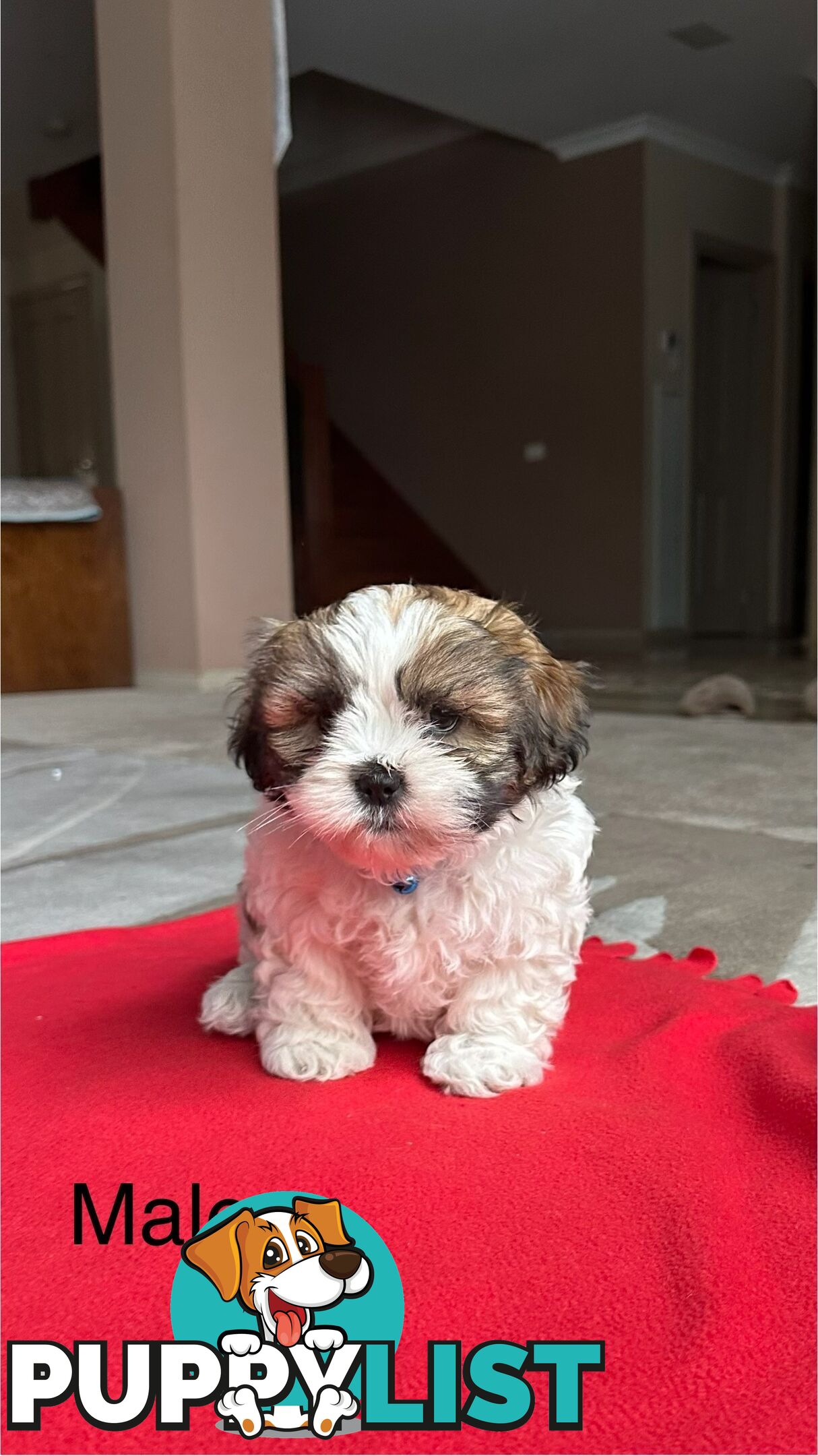6 Week Maltese Shih Tzu Puppies