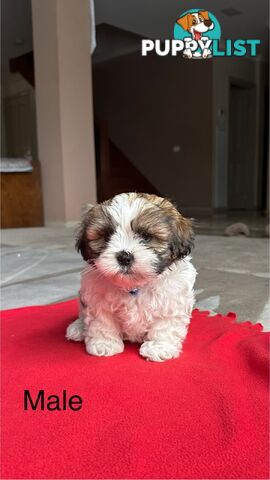 6 Week Maltese Shih Tzu Puppies