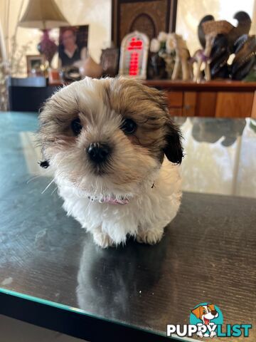 Maltese Shih Tzu Puppies