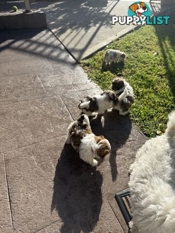 6 weeks Maltese puppies
