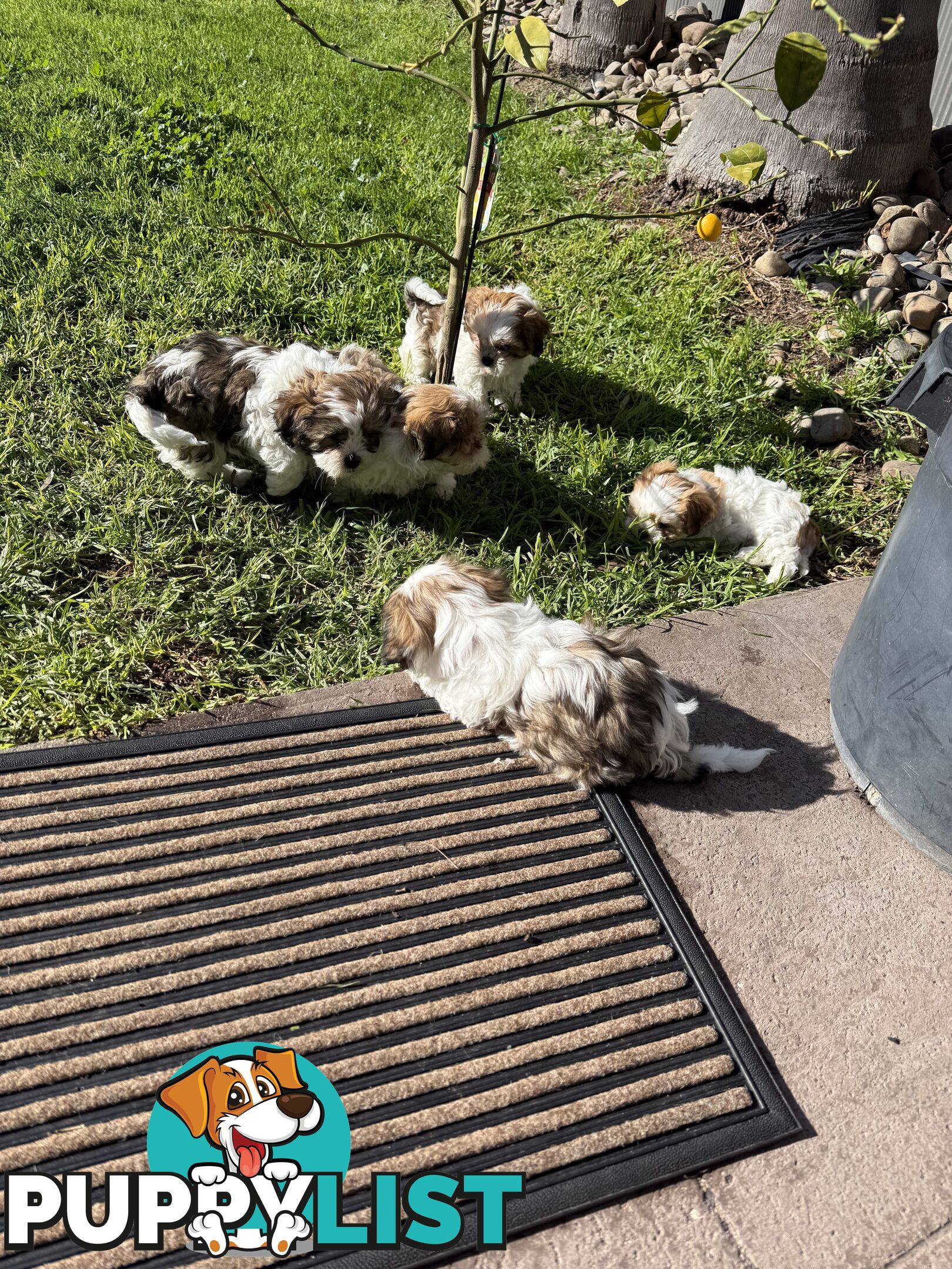 7 Week Maltese Shih Tzu Puppies