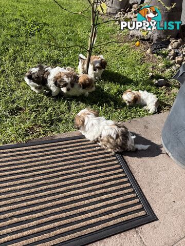 7 Week Maltese Shih Tzu Puppies