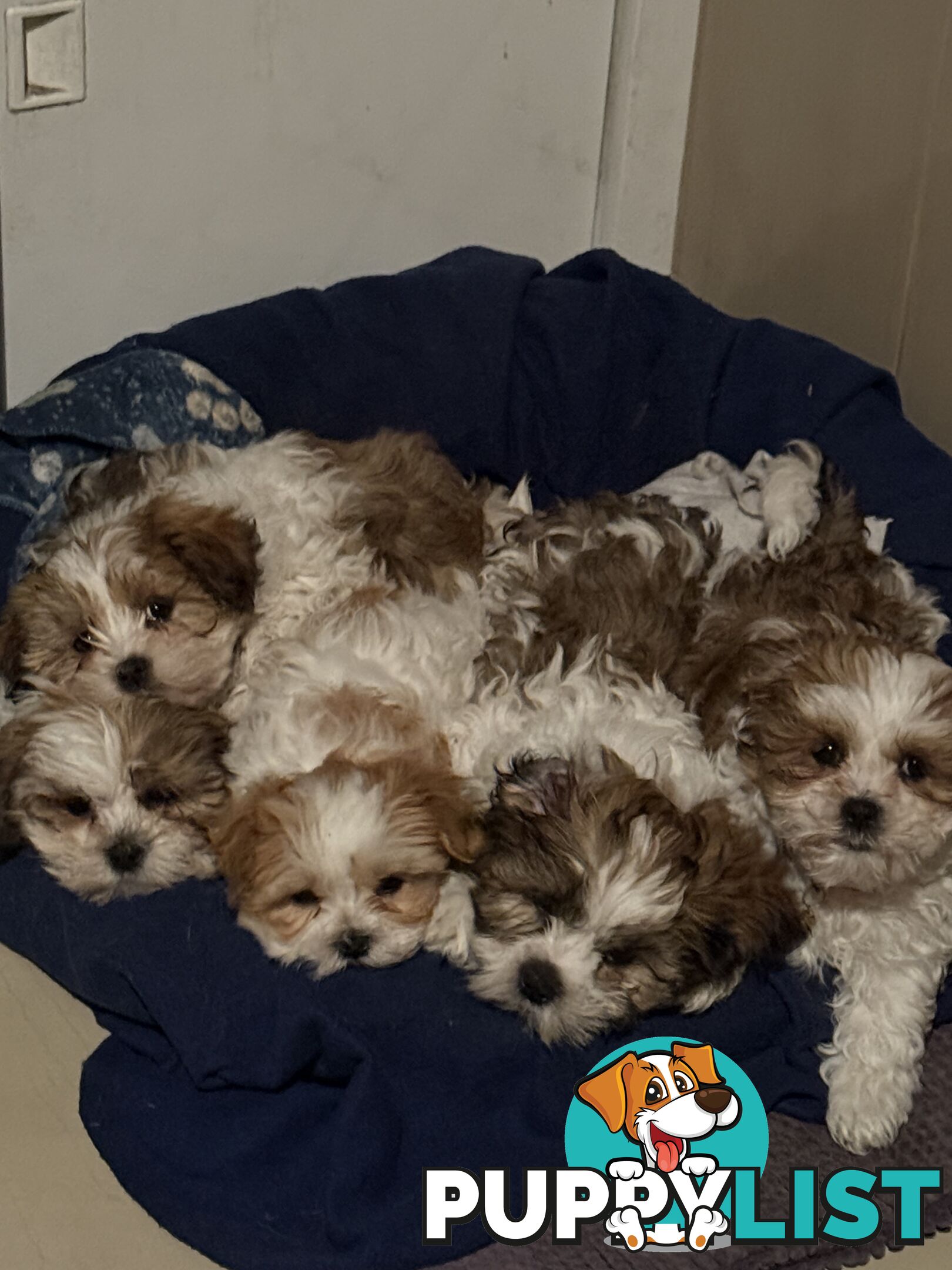 7 Week Maltese Shih Tzu Puppies