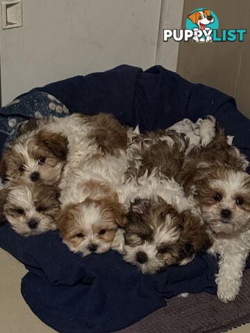 7 Week Maltese Shih Tzu Puppies