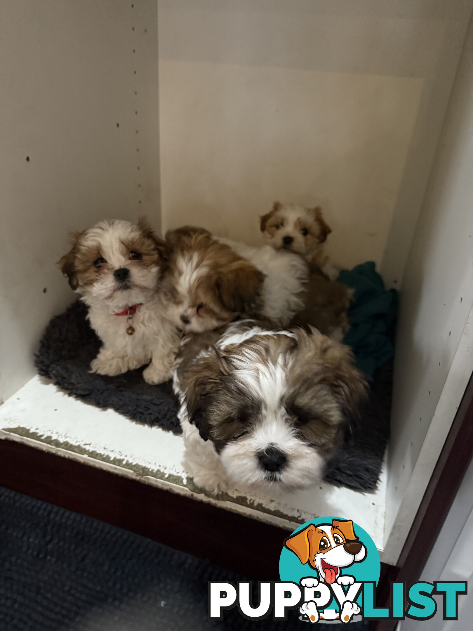 7 Week Maltese Shih Tzu Puppies