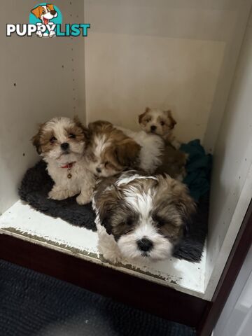 7 Week Maltese Shih Tzu Puppies