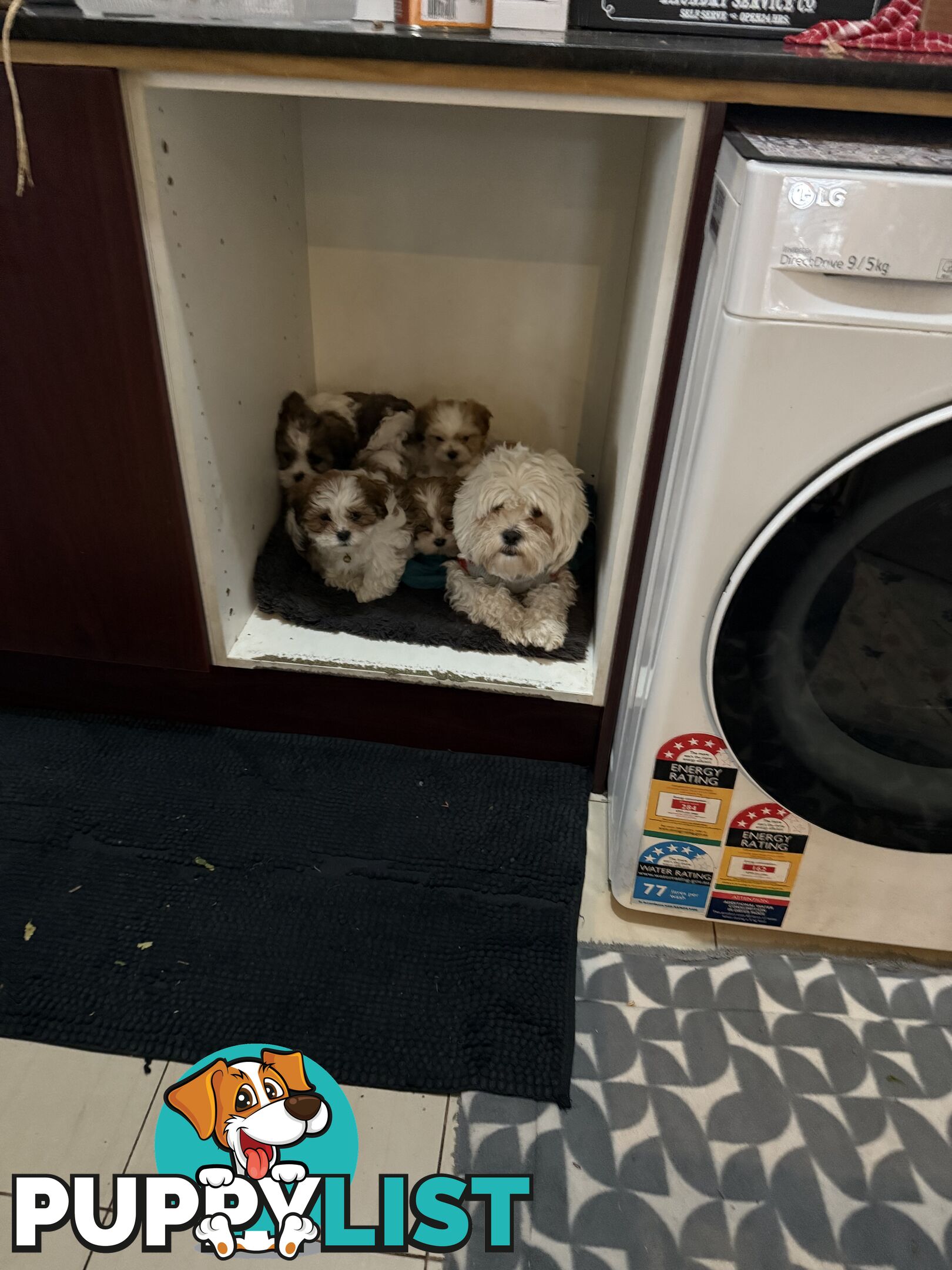 7 Week Maltese Shih Tzu Puppies