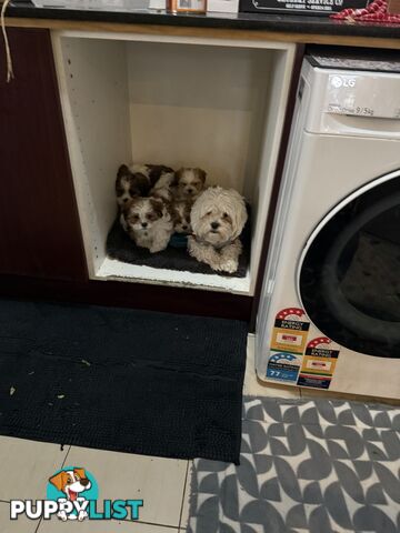 7 Week Maltese Shih Tzu Puppies