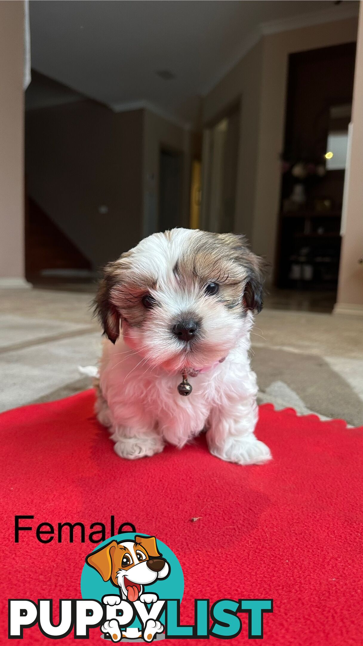 6 Week Maltese Shih Tzu Puppies