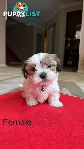 6 Week Maltese Shih Tzu Puppies
