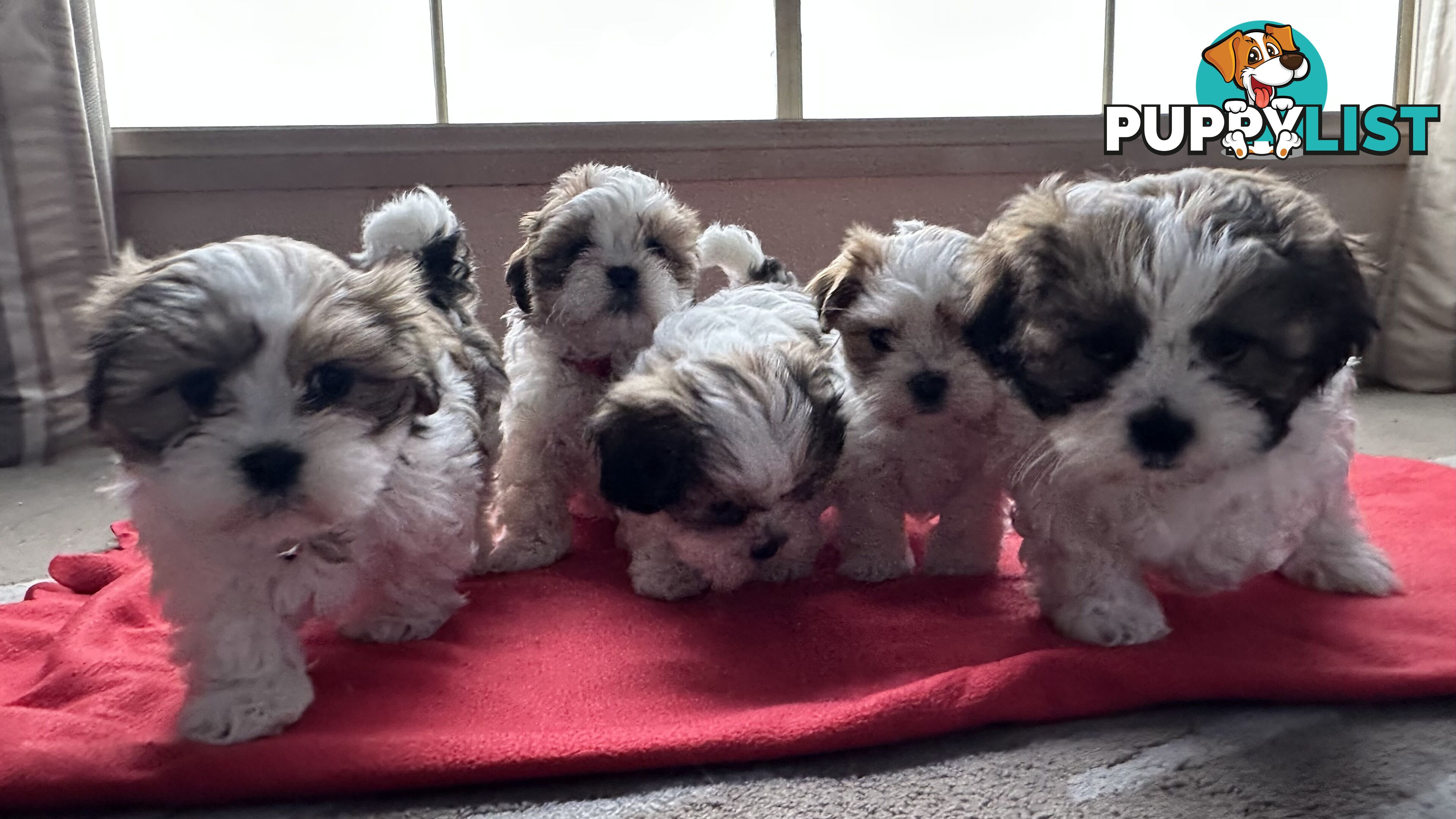 6 Week Maltese Shih Tzu Puppies