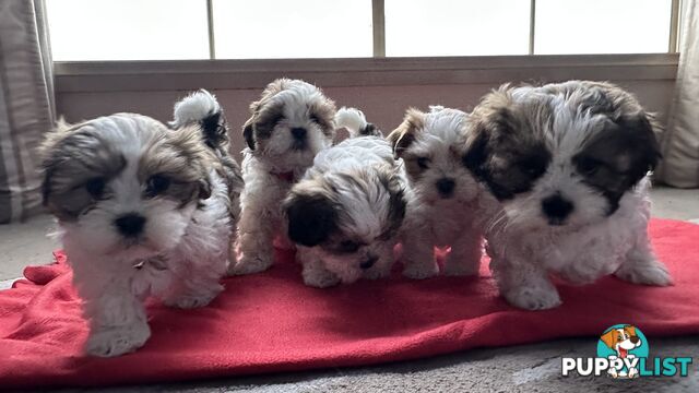 6 Week Maltese Shih Tzu Puppies