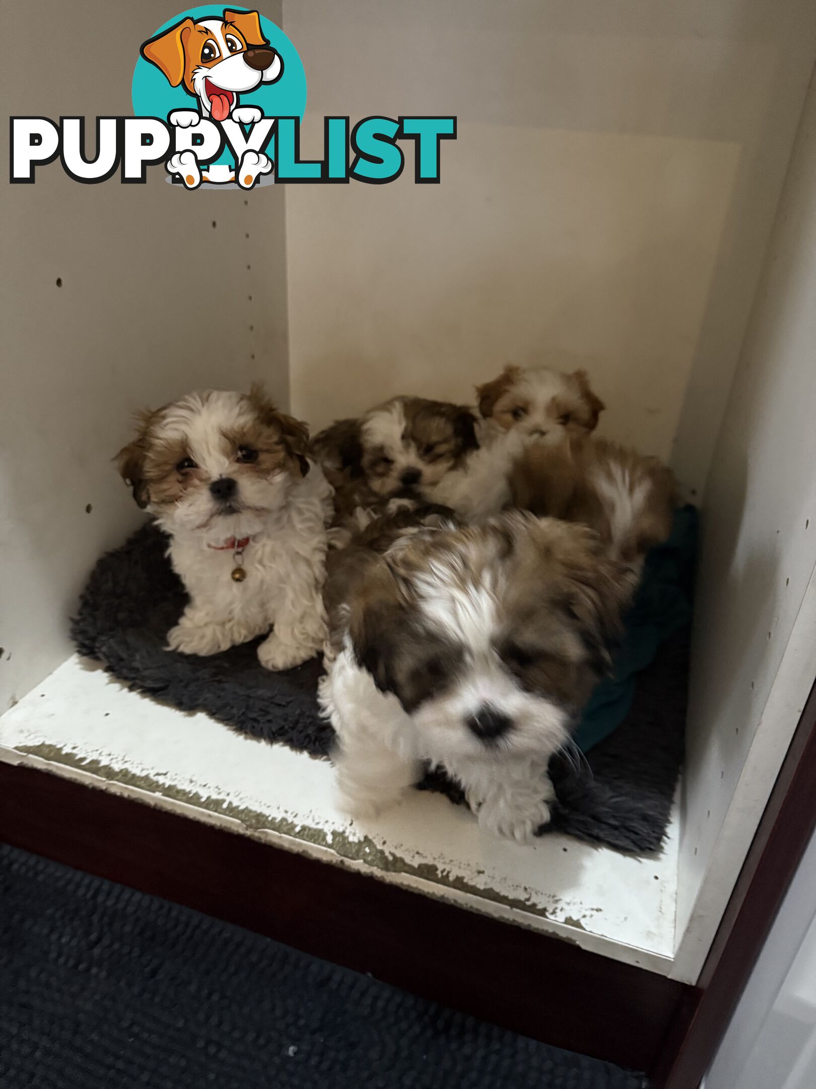 7 Week Maltese Shih Tzu Puppies