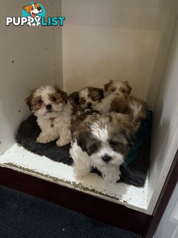 7 Week Maltese Shih Tzu Puppies
