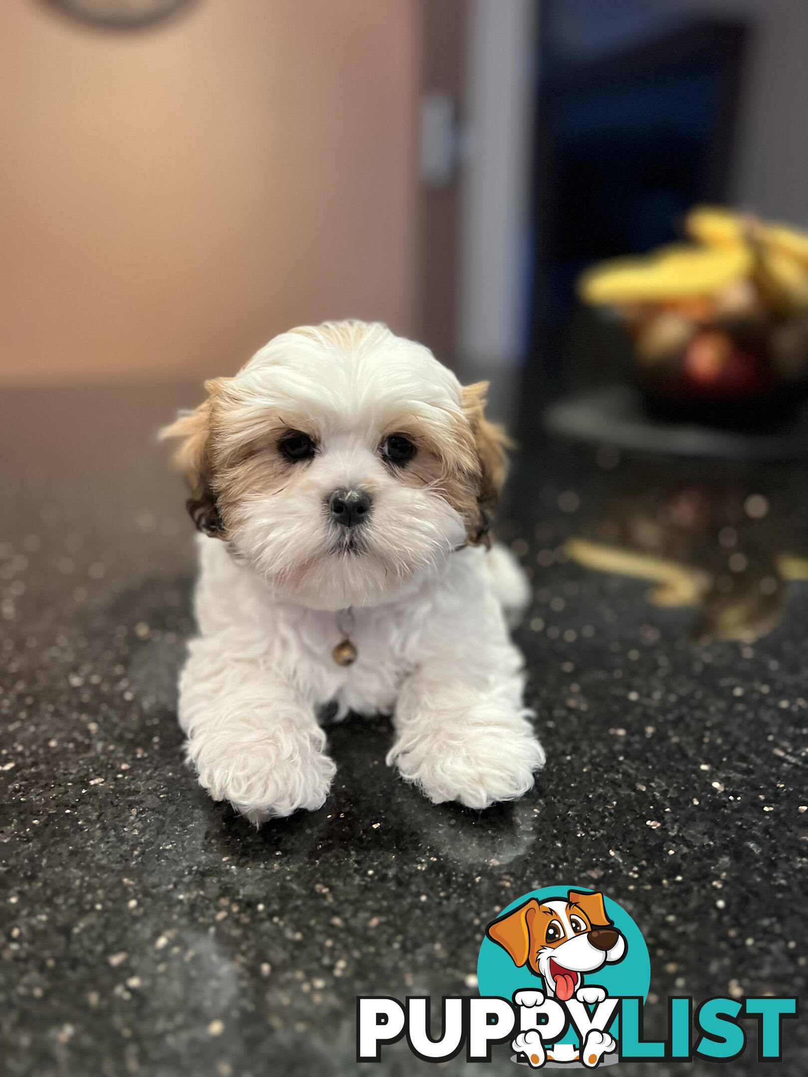 4 weeks Maltese puppies