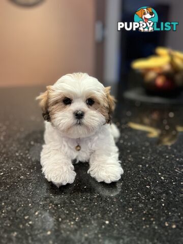 4 weeks Maltese puppies