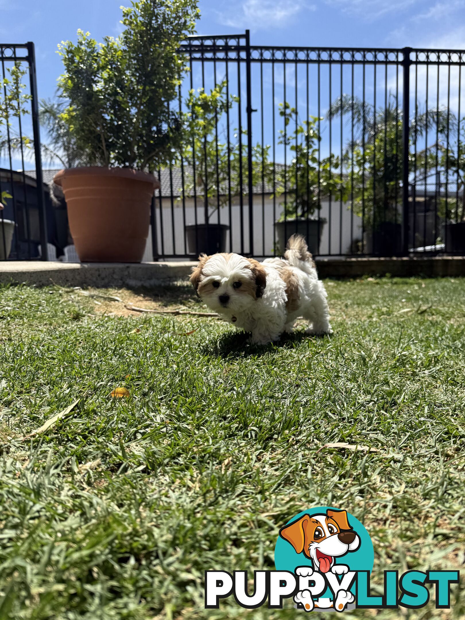 4 weeks Maltese puppies