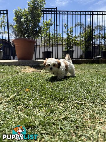 4 weeks Maltese puppies