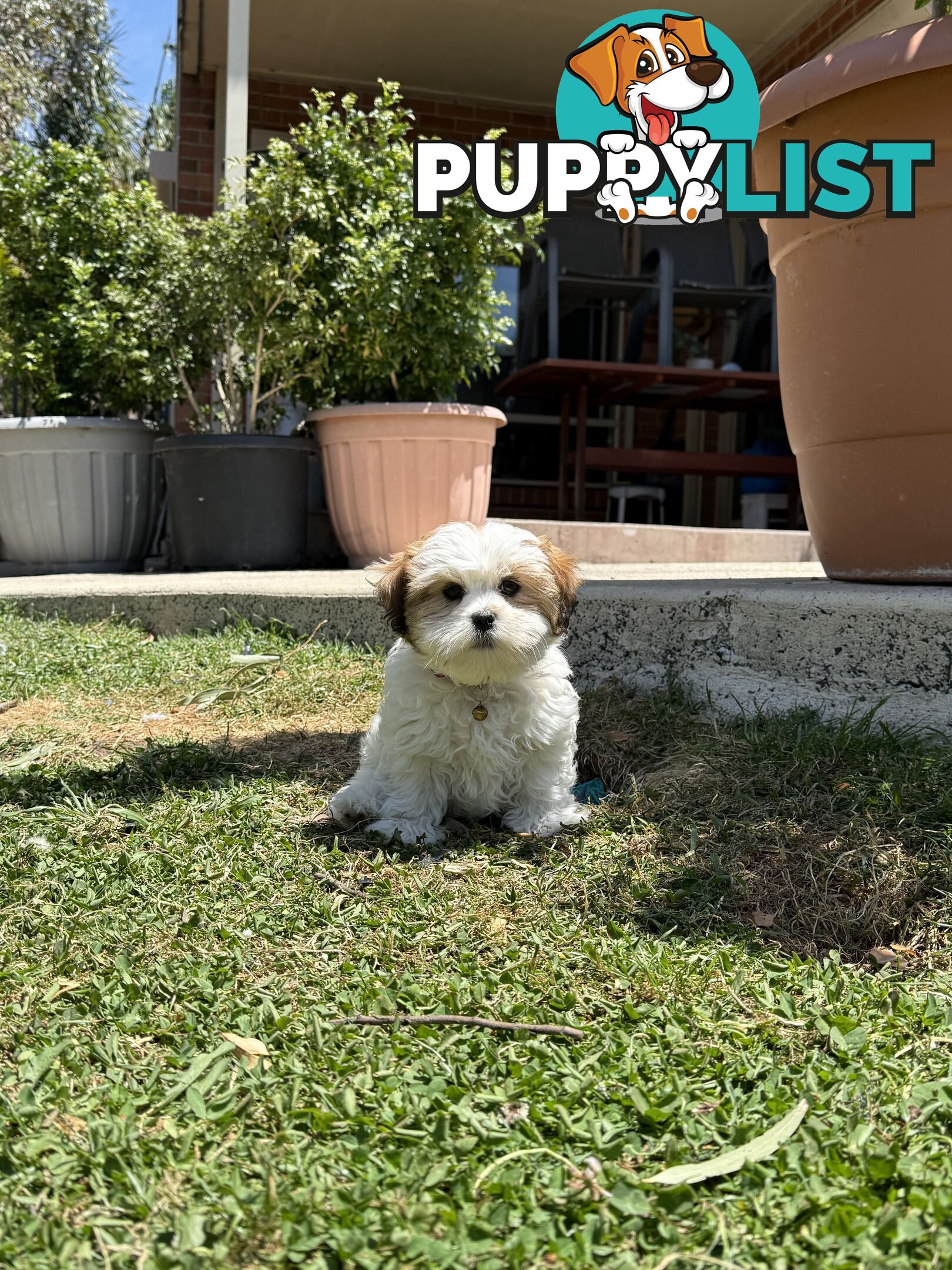 4 weeks Maltese puppies