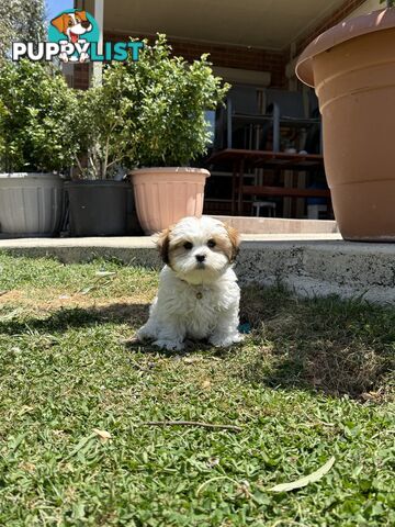 4 weeks Maltese puppies