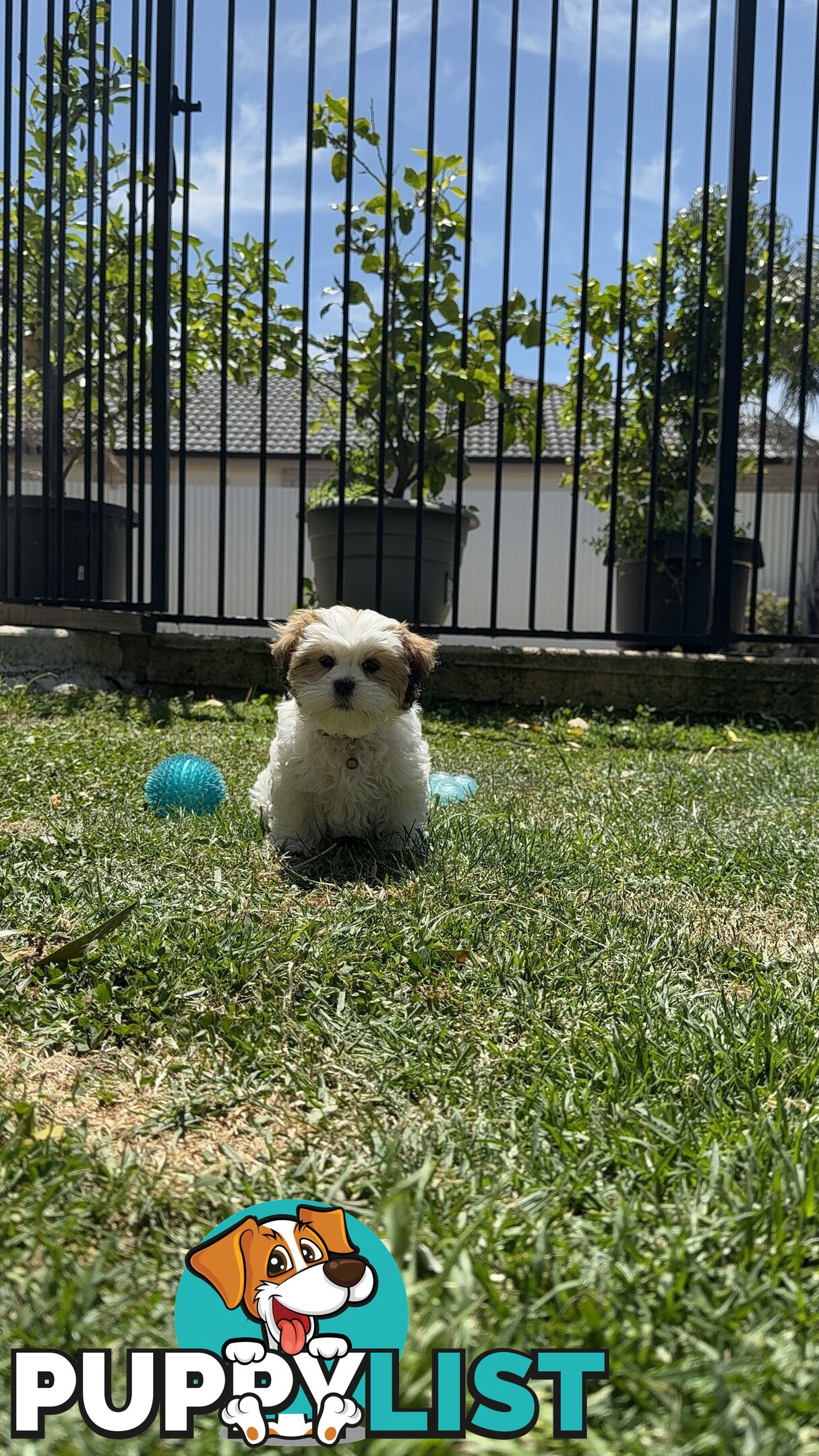 4 weeks Maltese puppies