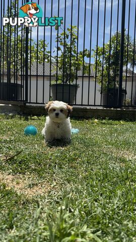 4 weeks Maltese puppies