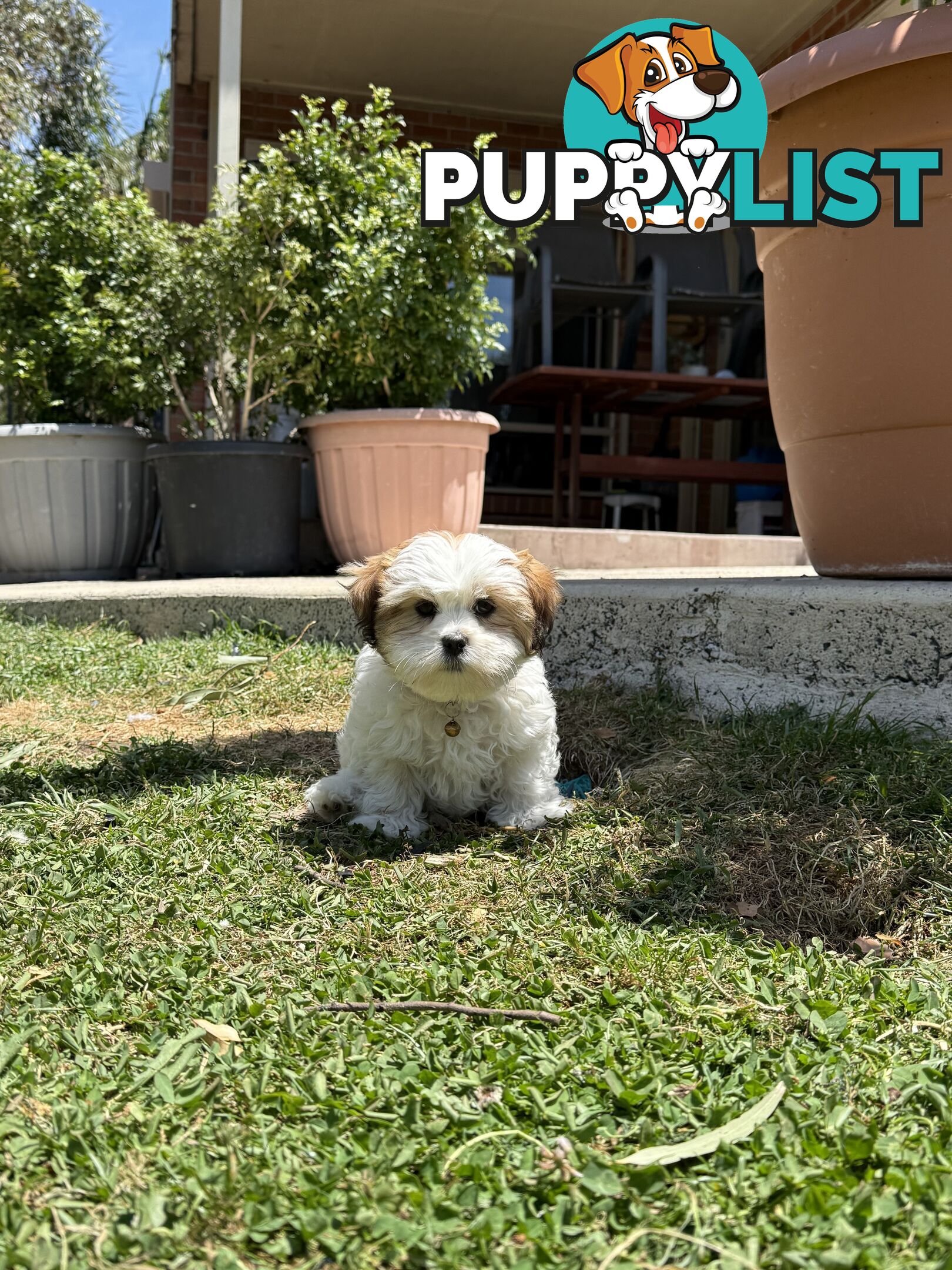 4 weeks Maltese puppies