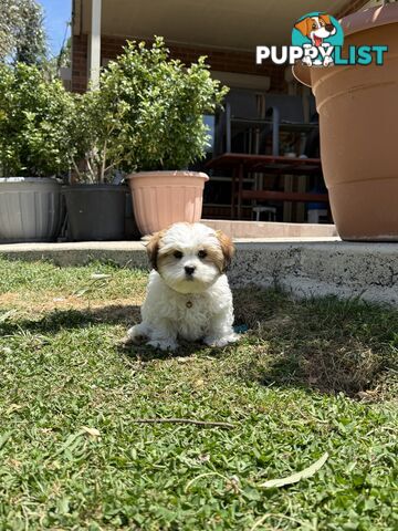 4 weeks Maltese puppies