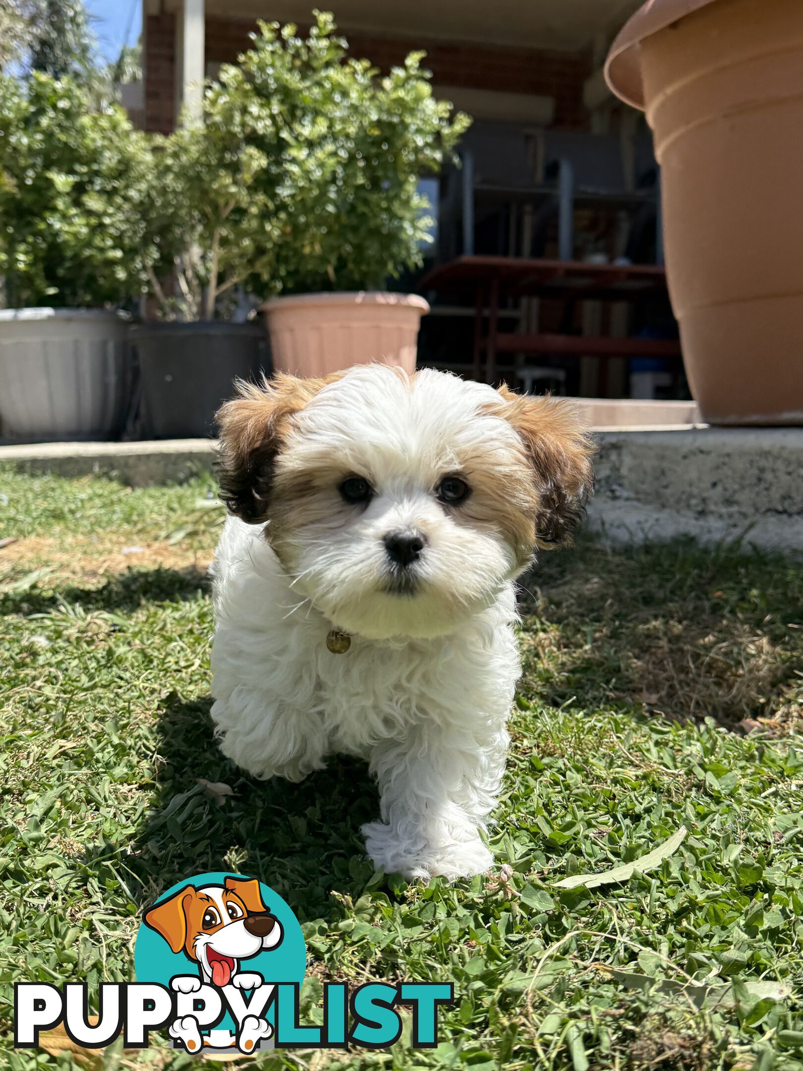 4 weeks Maltese puppies