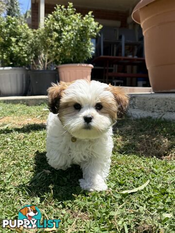 4 weeks Maltese puppies